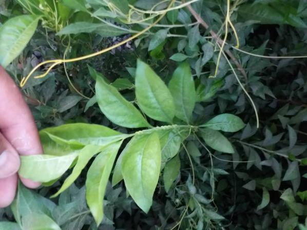 باکیفیت ترین انواع برگ درخت حنا کدامند؟