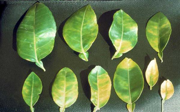 فروش انواع برگ حنا تازه