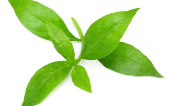 نمونه خالص برگ حنا تازه