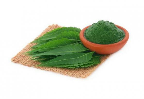 پخش انواع برگ حنا تازه