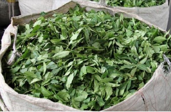 با برگ حنا خشک بیشتر آشنا شویم