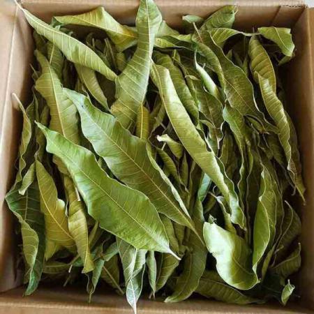 نوع رنگ برگ حنا‌ خشک