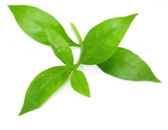 خواص برگ گیاه حنا از منظر طب اسلامی