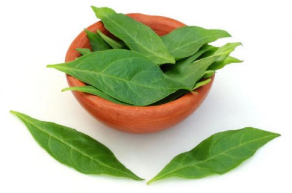 راهنمای تولید برگ حنا تازه