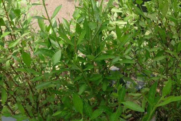 برگ حنا درجه یک برای مراقبت پوست