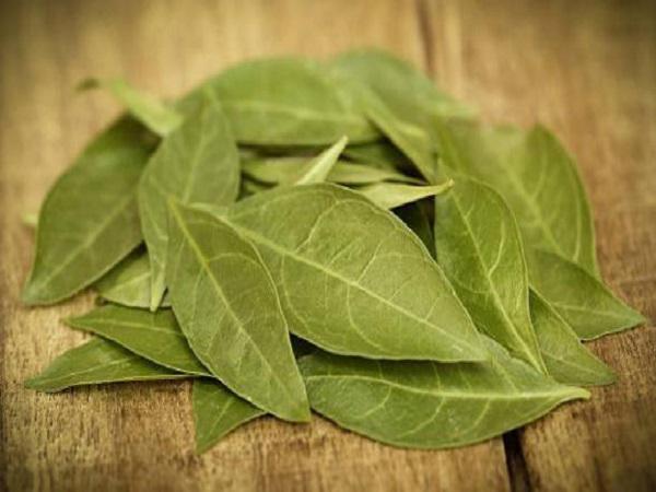 قیمت انواع برگ گل حنا