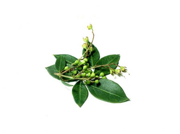 مهمترین استفاده برگ خشک شده حنا چیست؟