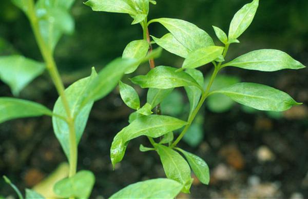 فروشگاه برگ حنا درجه یک 200گرمی