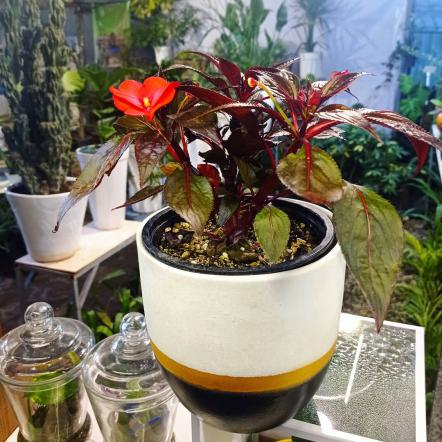 فروش انواع برگ حنا درجه یک