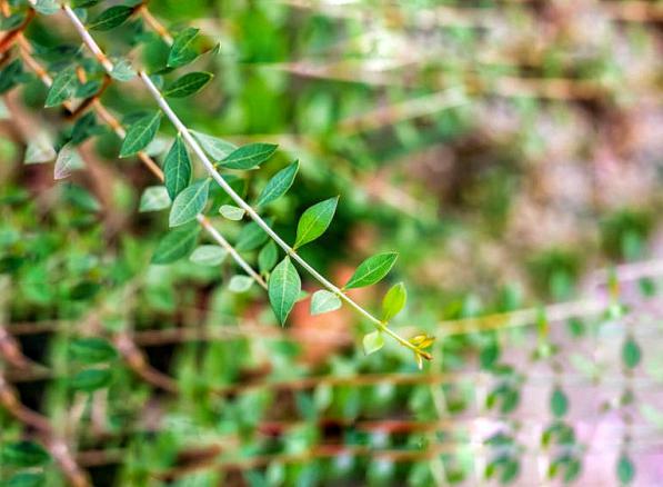 فروشگاه برگ گیاه حنا تازه