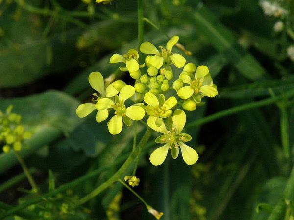 پخش انواع وسمه حنای مشکی