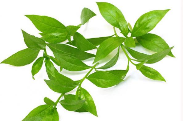 فروشنده انواع برگ حنا تازه