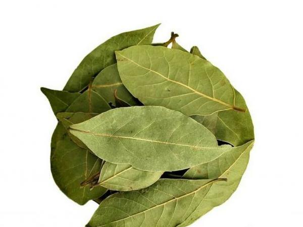 عمده فروشان انواع برگ حنا تازه