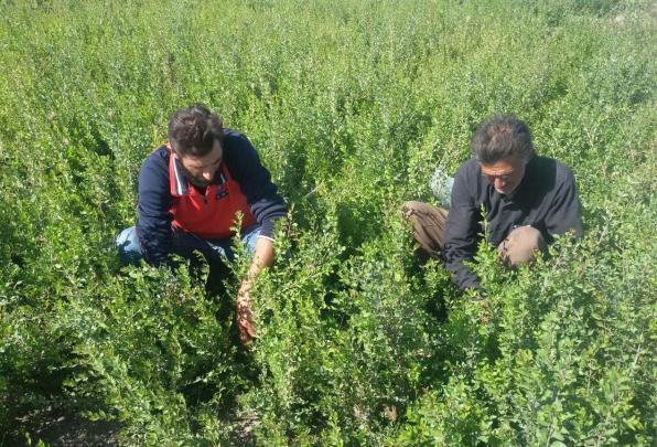 خرید انواع برگ گل حنا