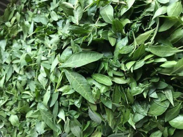 مشخصات مهم برگ گل حنا طبیعی