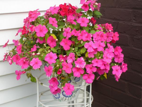 نکات مهم در انتخاب برگ حنا تازه