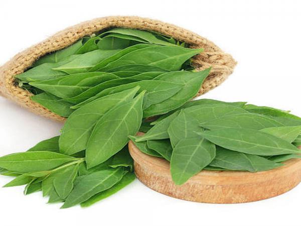 مرکز عرضه برگ حنا درجه یک