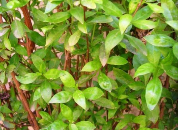 مزیت های قابل توجه برگ سبز حنا