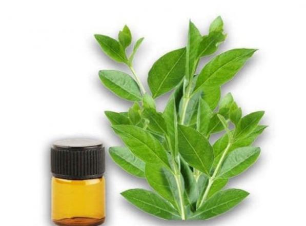 خرید آسان عصاره برگ حنا