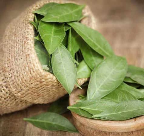 خرید آسان انواع برگ گیاه حنا