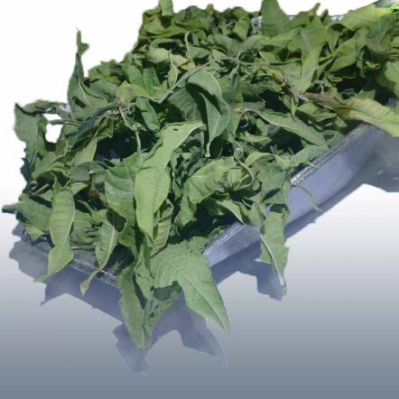 سفارش انواع برگ حنا خشک شده