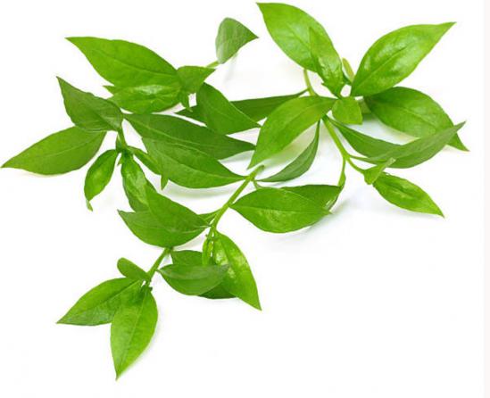 از برگ حنا بیشتر بدانید