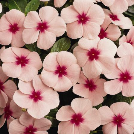 برگ حنا تازه چه ویژگی هایی دارد؟