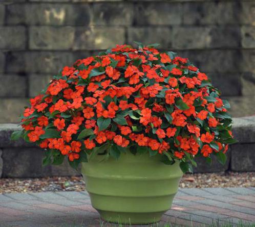 خرید بدون واسطه برگ گل حنا