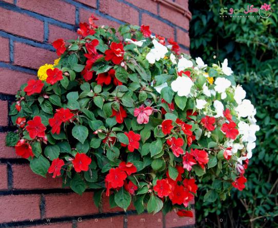 تولید کننده برگ گل حنا