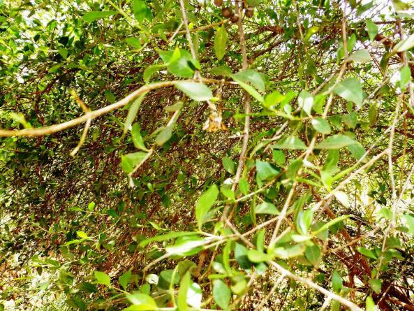 باکیفیت ترین انواع برگ حنا پودری کدامند؟