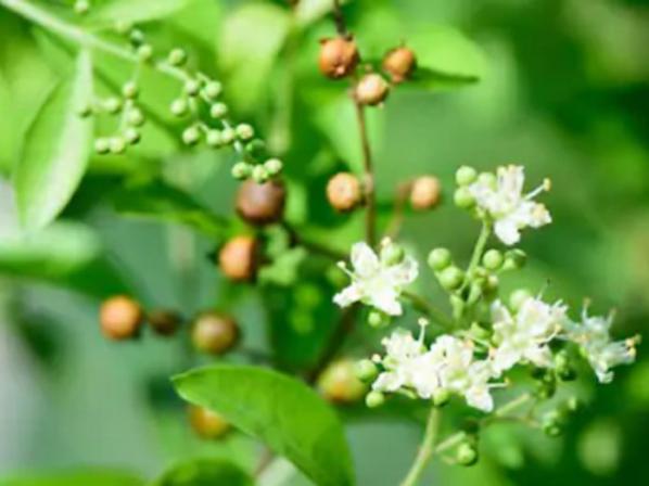 سفارش انواع عصاره برگ حنا