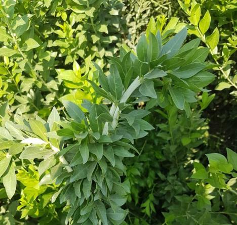 اطلاعاتی مختصر در مورد برگ حنای سبز