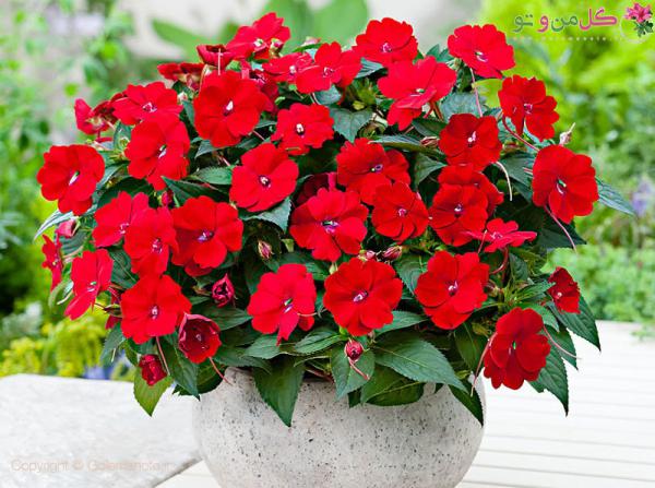 مشخصات مهم برگ سبز حنا