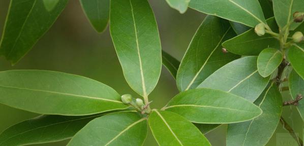 باکیفیت ترین انواع برگ حنا تازه کدامند؟