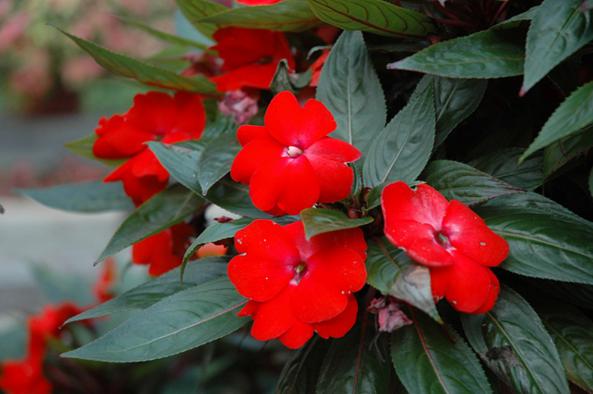 قیمت انواع برگ حنای با کیفیت