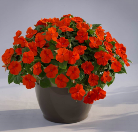 تولید کنندگان برگ گل حنا