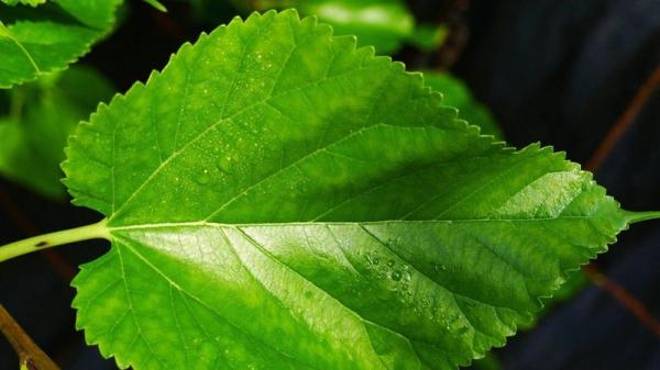 صادرات عمده برگ حنای با کیفیت