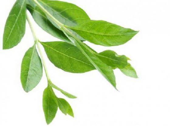 مشخصات مهم برگ حنا تازه