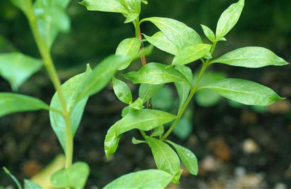 اطلاعاتی جامع درباره برگ حنا