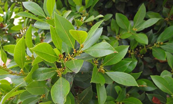 قیمت کلی برگ سبز حنا