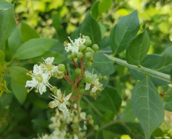 بازار فروش برگ درخت حنا