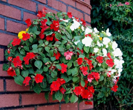 اطلاعاتی مختصر در مورد برگ حنای سبز